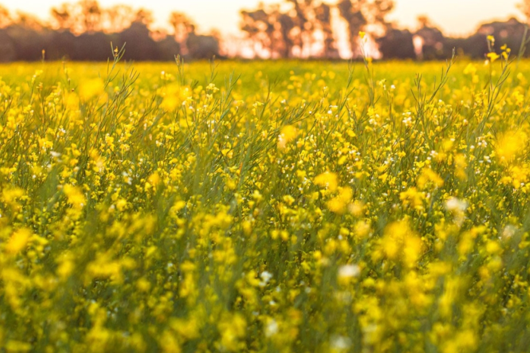 Camelina e carinata: nuove colture per biocarburanti sostenibili e per l’industria bio-based