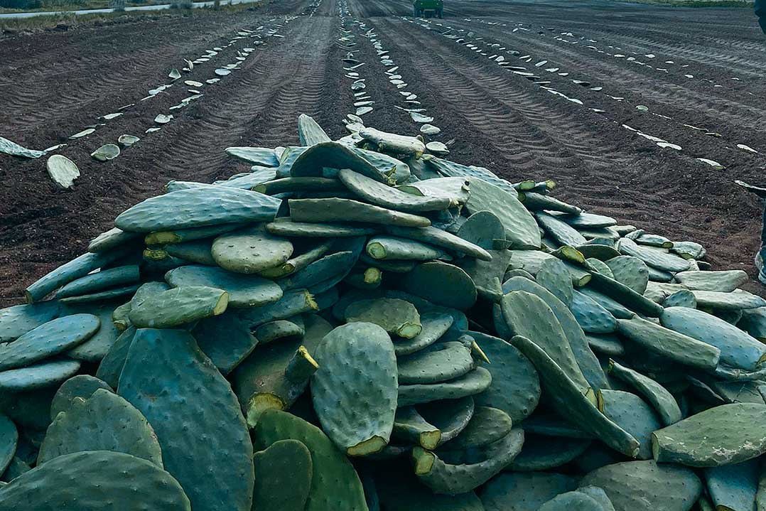 Dal Sertão alla Puglia