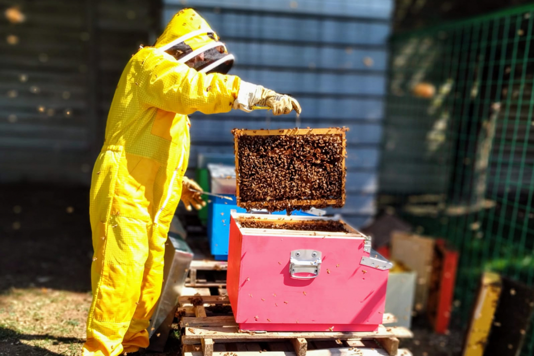 Herambiente: prosegue a Pozzilli il biomonitoraggio delle api
