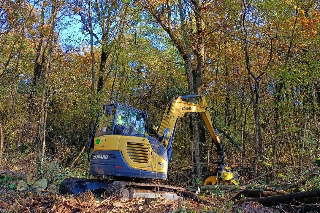 Il re della foresta