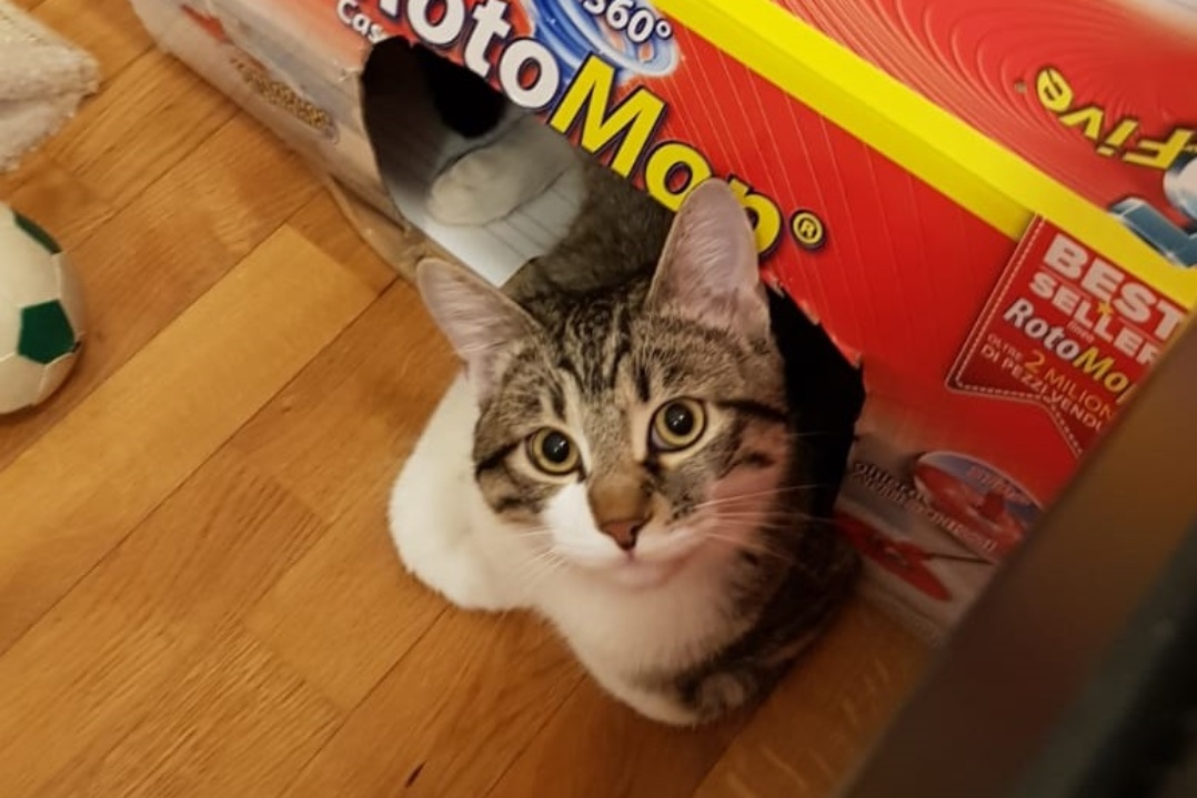 Per un giorno Comieco dice STOP alla raccolta differenziata delle scatole di cartone: l’8 agosto, pensate ai vostri gatti