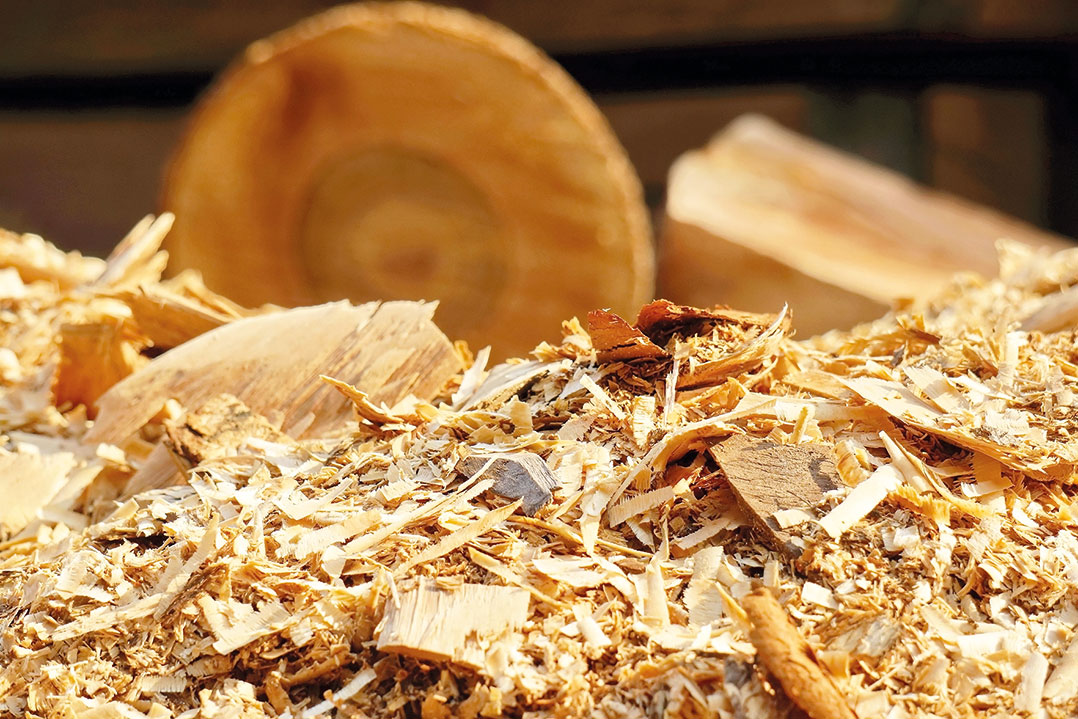 Le infinite vite del legno