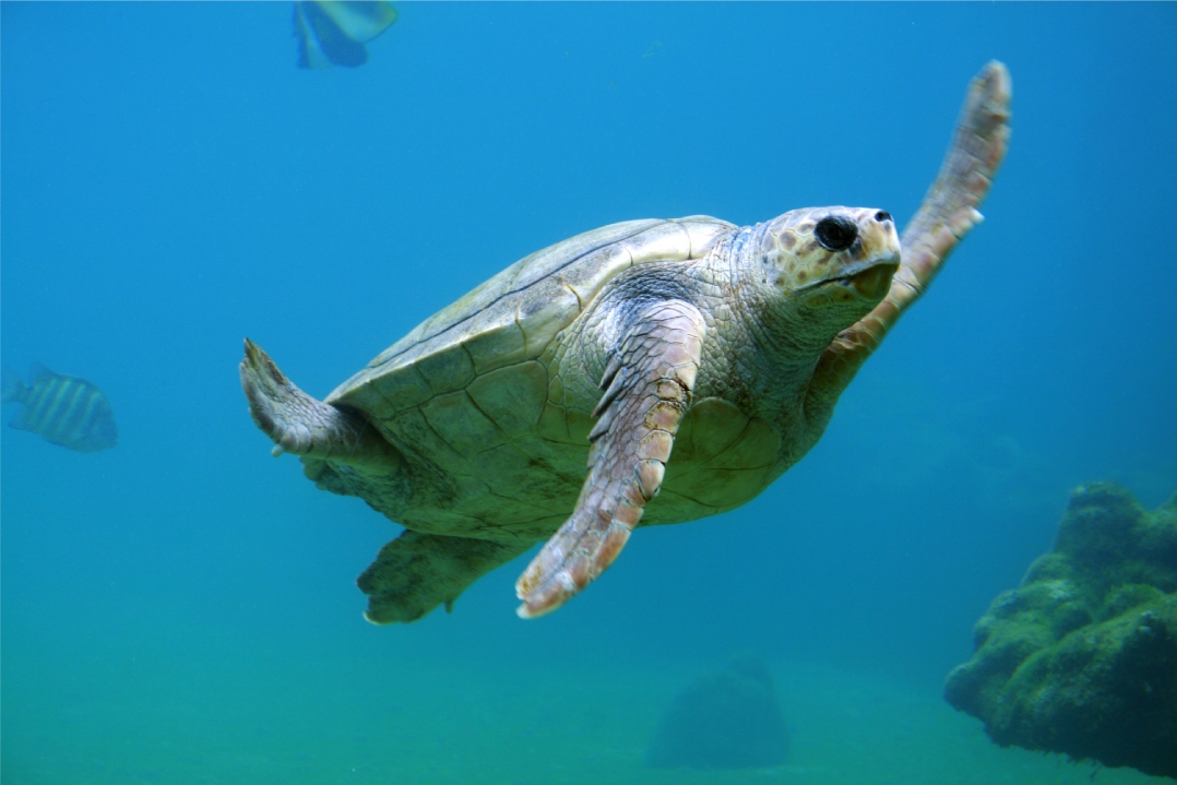 Plastic Free compie 1 anno e festeggia con i suoi 100 referenti e oltre 50.000 kg di plastica rimossi dall’ambiente